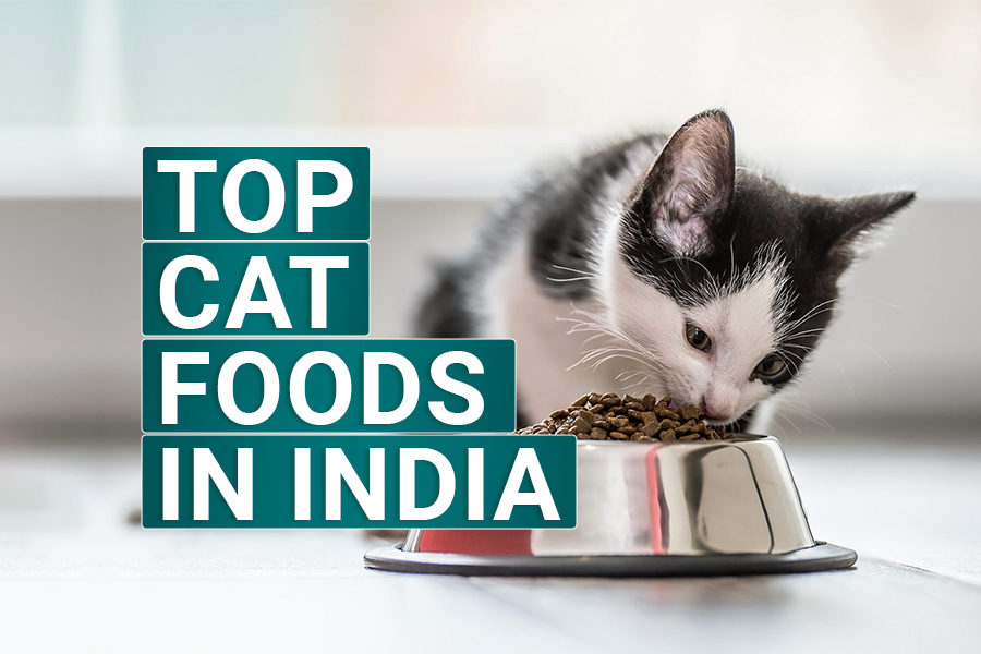 11 Best Cat Food Brands in India